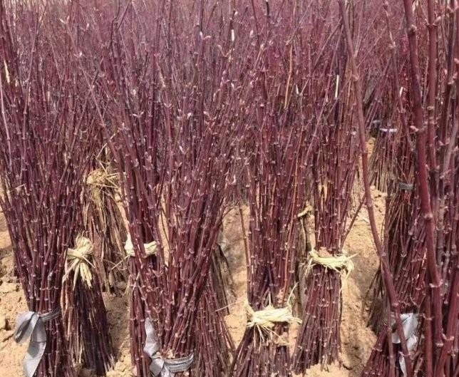 1629244892324014.jpg I[7LZBQC@}WD9V[@X@P77PB.jpg