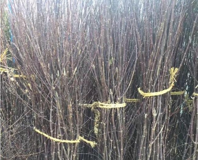 1629244905546408.jpg 8T5L756PM`$SJ932TKZ4OHY.jpg