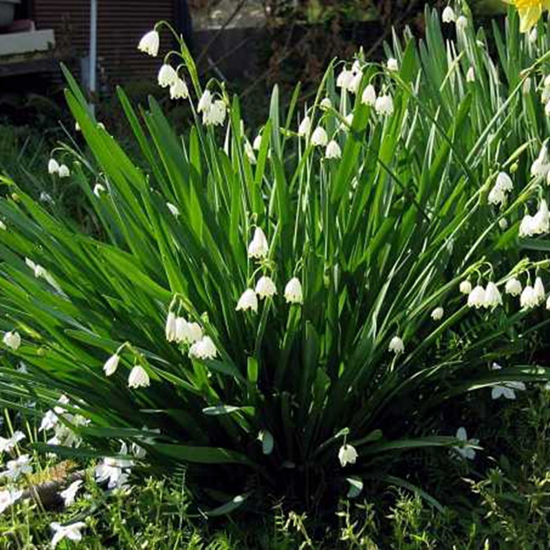 風鈴花的花語是什么,風鈴花如何養護