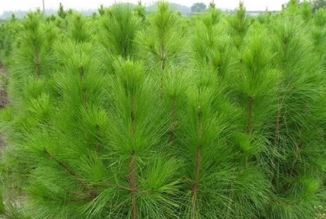 1629245845581074.jpg QZ}104URGZFV83KU5)H{98G.jpg