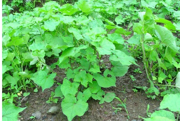 1629248890410337.jpg ~P~IJVD}ZAIYQZ%(P)T9S`C.jpg