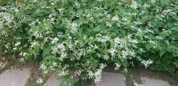 1629248910279818.jpg ZL`0EKG}OG~1C1G%GN_XZ`N.jpg