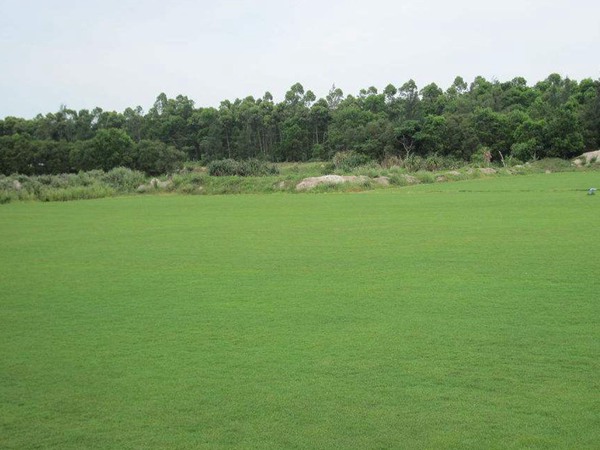 剪股穎種子的播種方法及種植技巧