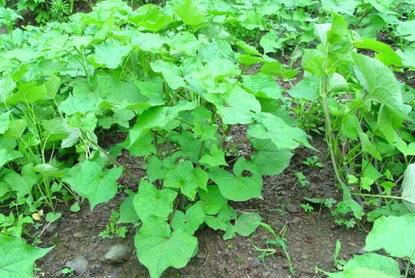 1629249198706111.jpg $HJ668NCAHPC$4HE$Z@WCGG.jpg