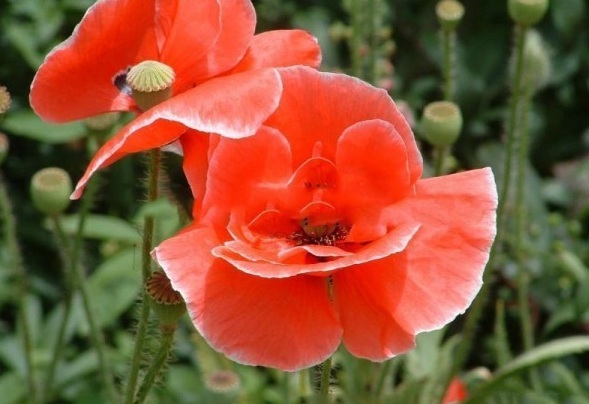 1629249327614304.jpg 2BBXGYDQ2BUMRG[GZH}J~_2.jpg