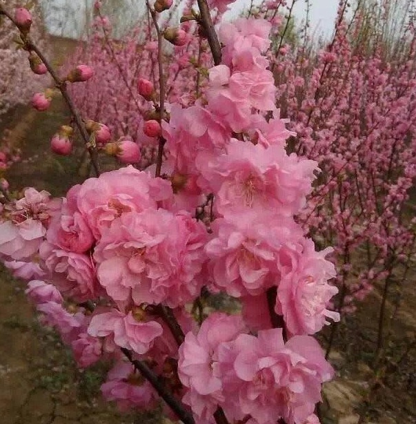 1629249587723855.jpg (5M_FFX2LF{7S8T[%GLDG63.jpg