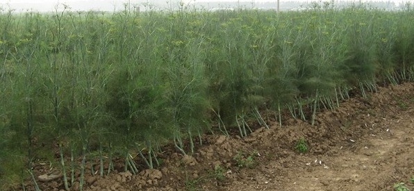 1629263956528949.jpg E[Q78)GS_02J~(C46W40NG0.jpg