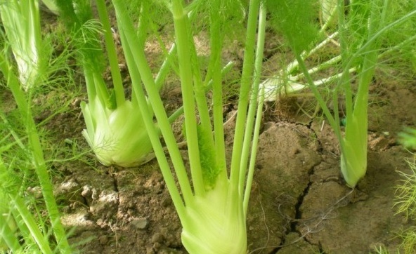 1629263978658592.jpg 4FZ1UNPUT@@P453UN8OEK@4.jpg