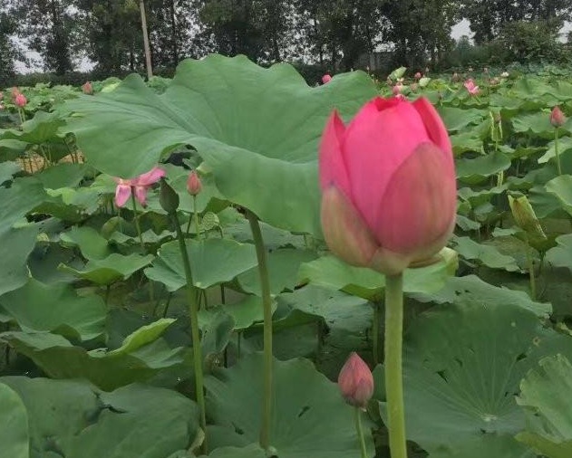 1629264334148896.jpg WL6D}LP}[HG%75_KN@3AQ)J.jpg