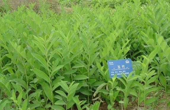 1629264864246340.jpg (RDLVNUT8O$4EU5%GL9VJ$S.jpg