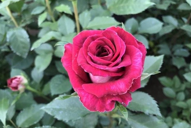 1629265384221841.jpg AO58T8AZMQ7NQI0`2JF__H0.jpg