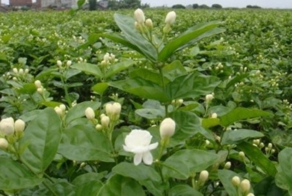 1629266083239954.jpg M{~J)5{[}W16%N_WN_XB0OW.jpg