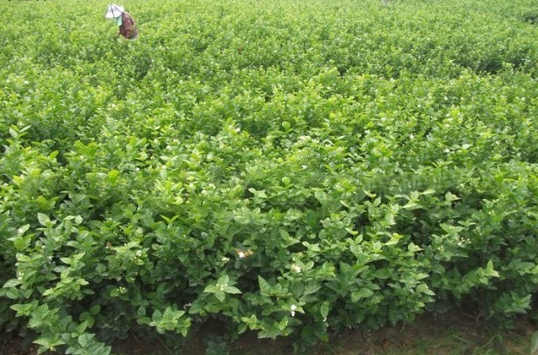 1629266095739437.jpg `$U9BUOC42BN~[7G5%Y2E_V.jpg