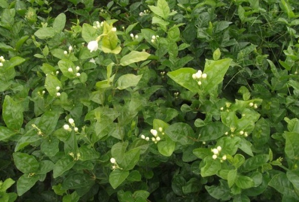 1629266106772499.jpg D5A)Z85OJ9RSITB(4SO1275.jpg