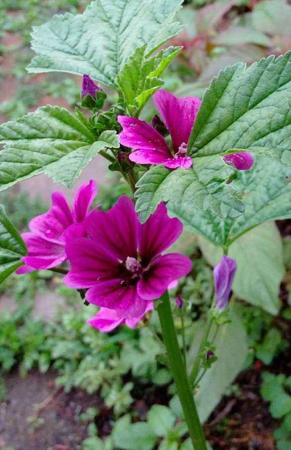 錦葵非常容易種植錦葵的種植方法