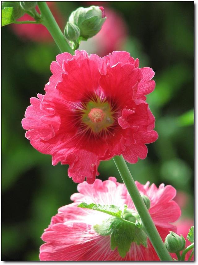 錦葵非常容易種植錦葵的種植方法