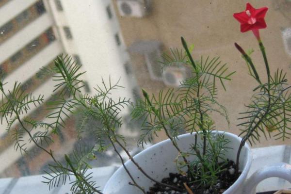 羽葉蔦蘿的養殖方法和注意事項