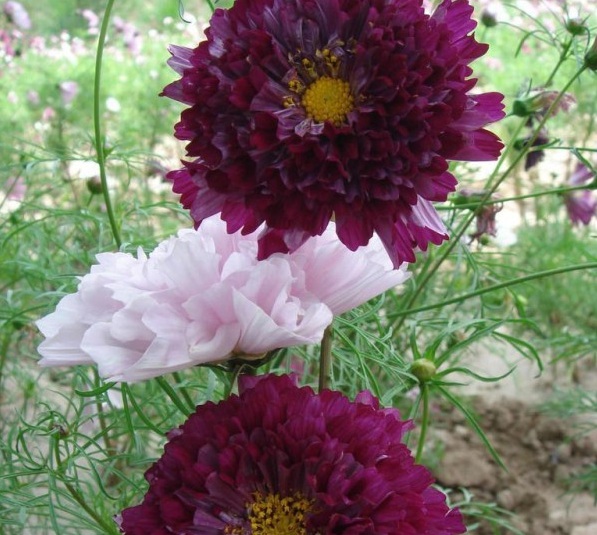 1629271740877215.jpg _W6%MQ}}OI@4TN(%5Q_7YLB.jpg