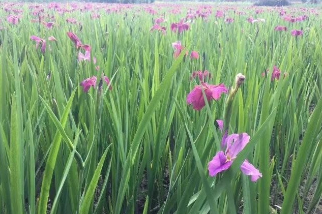 1629271825284694.jpg 539R(7W{M25ZA[BHZE{OHBW.jpg