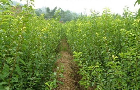 1629271889891706.jpg 2J[CD80_)W_FZL5[4T0NO6S.jpg