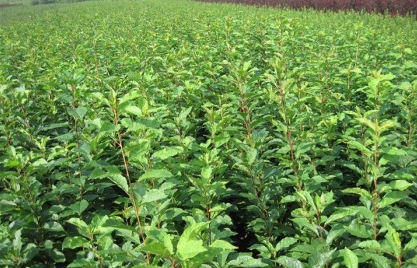 1629271901586774.jpg YD1@}`H59@D9EBB5E84GY{J.jpg