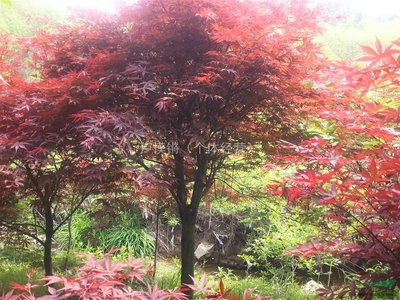 1629273935430313.jpg 1629273935430313.jpg