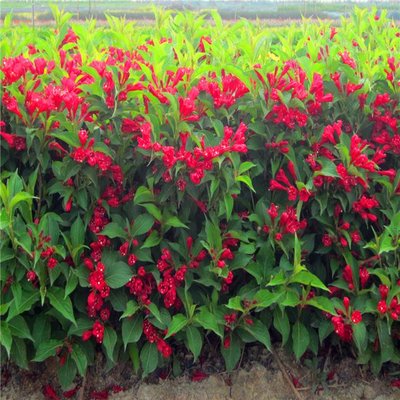 1629274281149156.jpg 1629274281149156.jpg