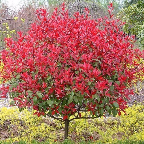 1629274539389602.jpg 1629274539389602.jpg