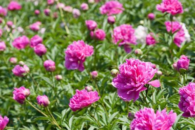 1629275103951656.jpg 1629275103951656.jpg