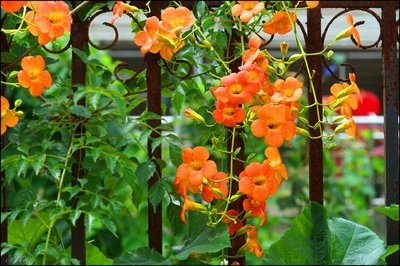 1629275351341358.jpg 1629275351341358.jpg