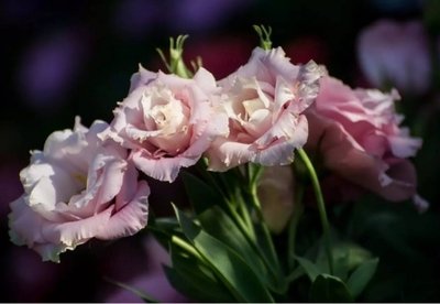 1629277391860770.jpg 1629277391860770.jpg