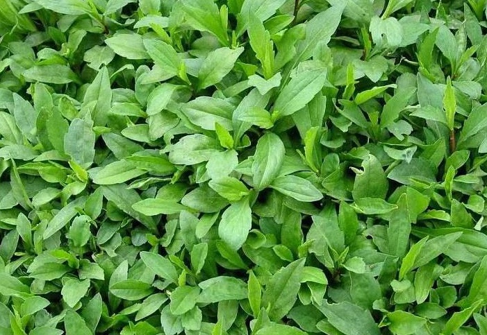 1629295114365679.jpg 馬蘭1111111111.jpg