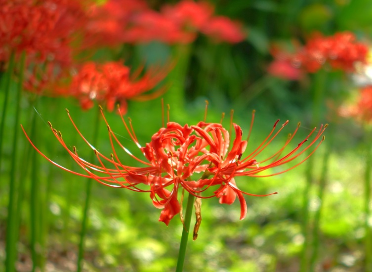 1629296770894596.jpg 石蒜花22222222222222222222.jpg