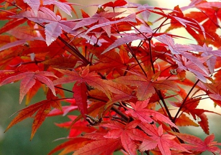 1629299384572803.jpg 紅楓999999999999999999.jpg