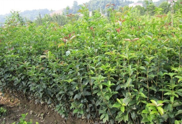 1629299464975324.jpg image.jpg