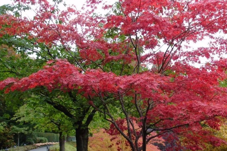 1629299658681867.jpg 紅楓00000000000000.jpg