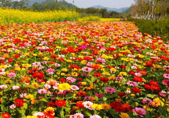 1629300442889025.jpg 百日草花海111111111111111111111.jpg