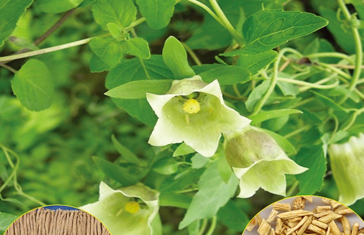 1629301205168341.jpg 黨參22222222222222222222222222222.jpg