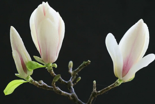 1629330627265936.jpg image.jpg