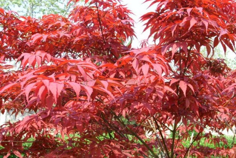 1629330765979717.jpg image.jpg