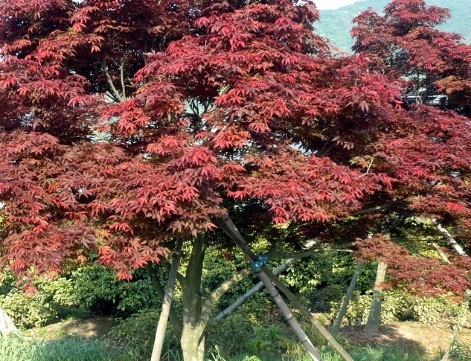 1629330779418393.jpg image.jpg