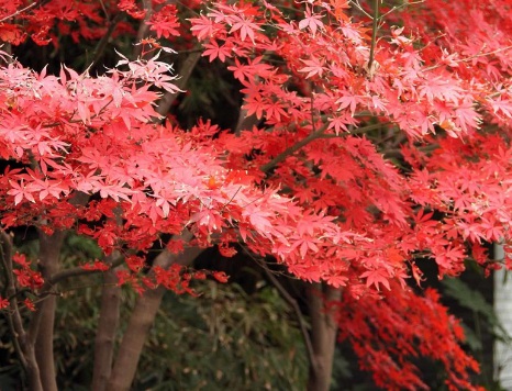 1629330800930467.jpg image.jpg