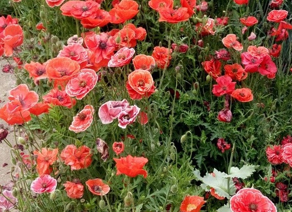 1629330991109660.jpg image.jpg