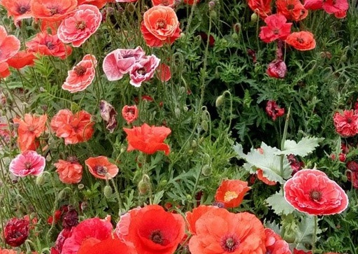 1629331004931679.jpg image.jpg