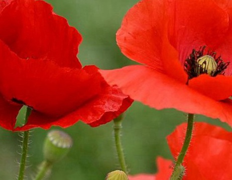 1629331043863511.jpg image.jpg