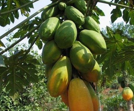 1629331176302753.jpg image.jpg