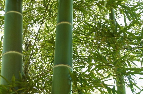 1629333546453152.jpg image.jpg