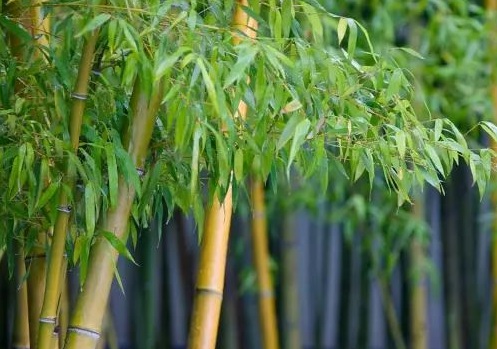 1629333557532646.jpg image.jpg