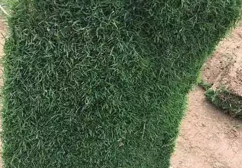 1629333732331461.jpg image.jpg