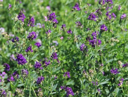 1629334027957175.jpg image.jpg